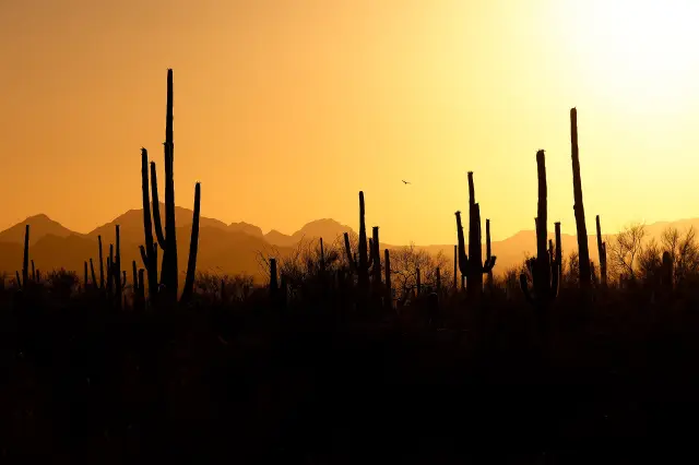Saguaro cacti and desert plants at sunset in Saguaro National Park west of Tucson, Arizona