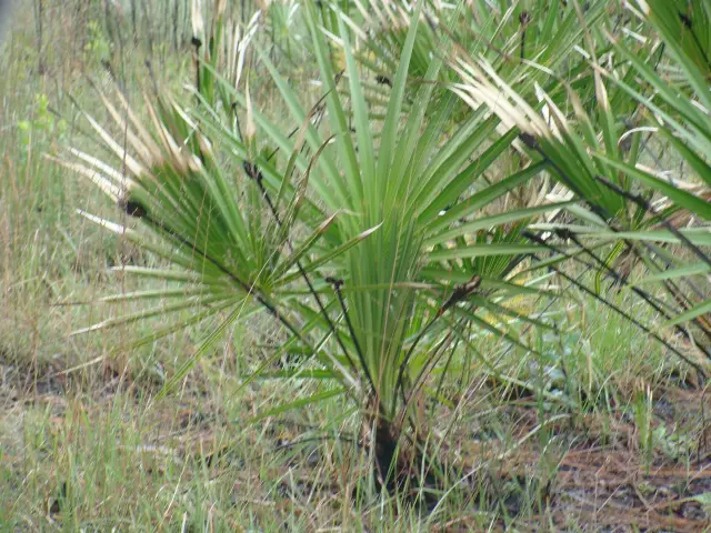 Saw palmetto (Serenoa repens), a native Florida palm, in the Apalachicola National Forest
