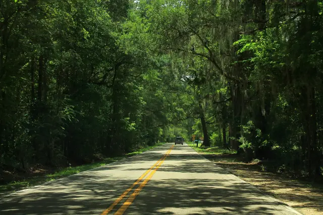 Oak tree canopy over Meridian Road (County Road 155) north of Tallahassee, Leon County, Florida